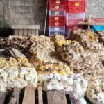 masyarakat daya asri resah bau menyengat dari pengepul karet membuat mual . IMG-20260825-WA0024
